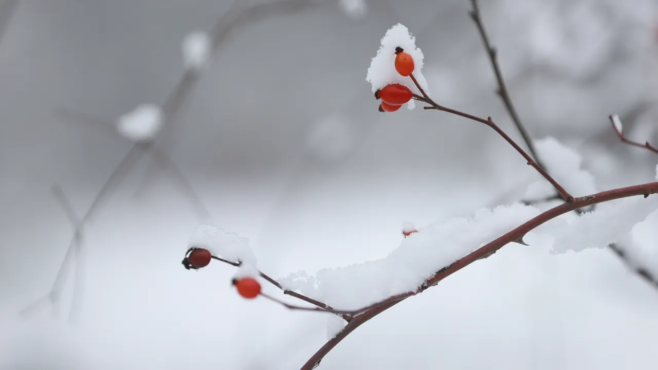 Астрономическата зима настъпва днес в 17:03 ч.
