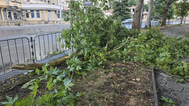 Бурен вятър събаря дървета във Враца