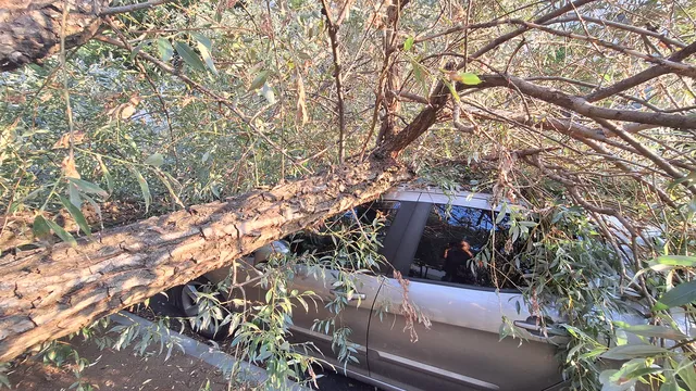 Дърво падна върху автомобил и уби майка на две деца