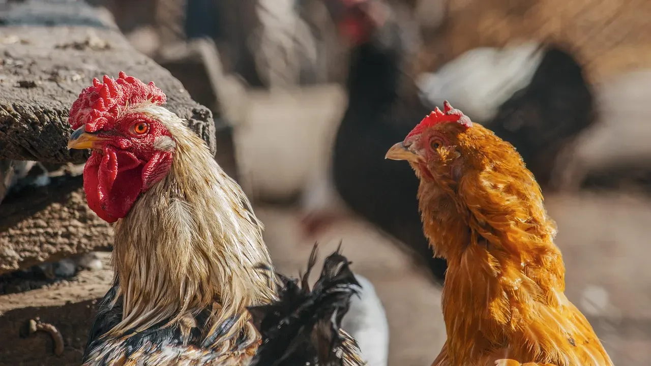 Две огнища на птичи грип в землища в Асеновград и Тополи дол