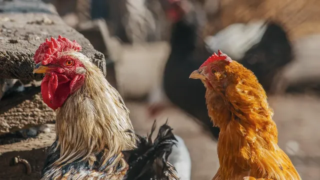 Две огнища на птичи грип в землища в Асеновград и Тополи дол