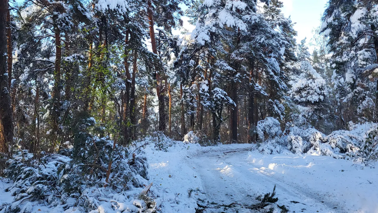 Предупреждение за падащи дървета и клони в Национален парк "Пирин"