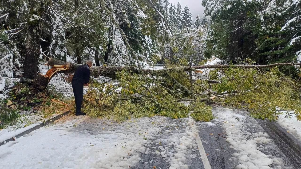 Паднали дървета затвориха пътя от Банско към Шилигарника