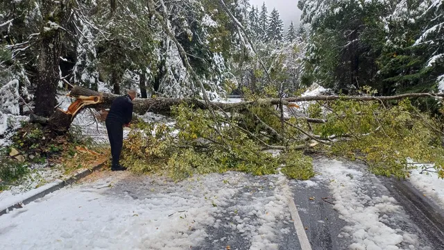 Паднали дървета затвориха пътя от Банско към Шилигарника