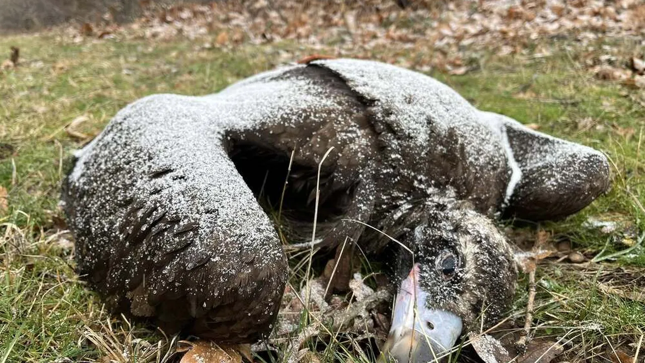 Четири черни лешояди са открити мъртви