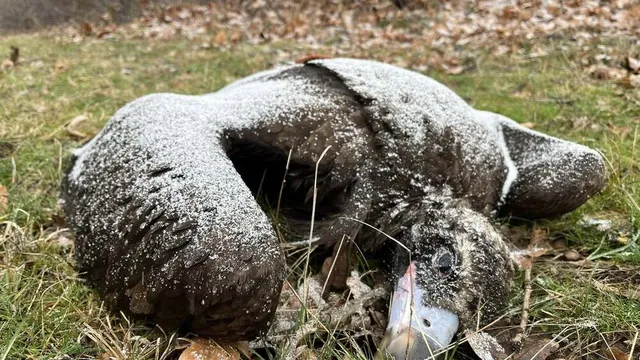 Четири черни лешояди са открити мъртви