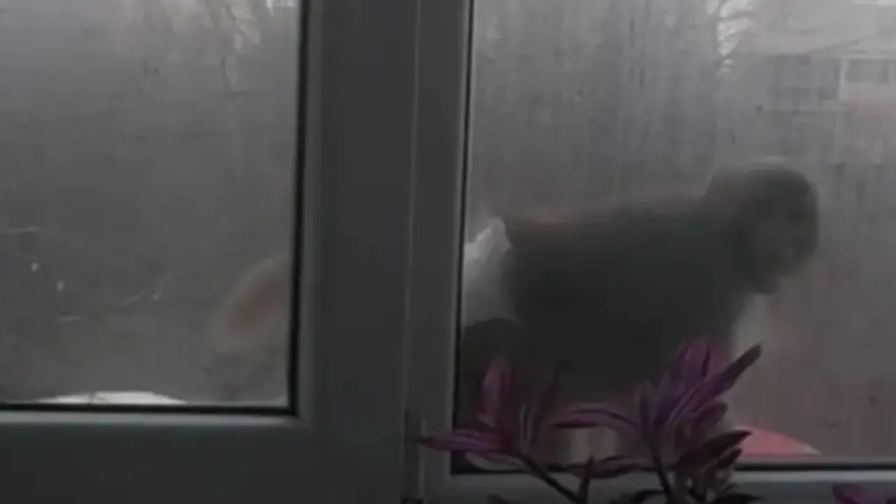 Необичаен кадър: маймуна с памперс се разхожда в „Люлин“ (ВИДЕО)