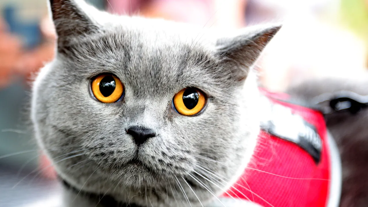 Безплатно: Месец в Гърция, ако се грижите за уличните котки