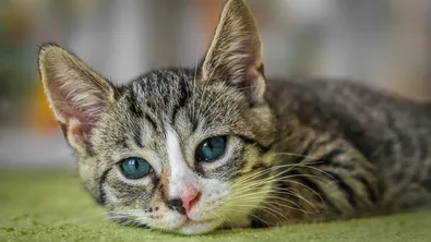 Тийнейджър получи пробация за убийство на коте пред деца