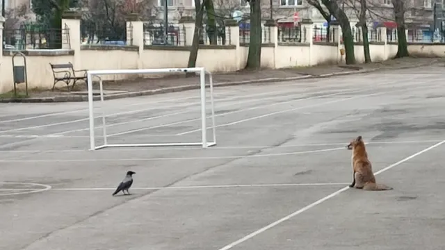 Лисица се появи в двор на училище в центъра на София