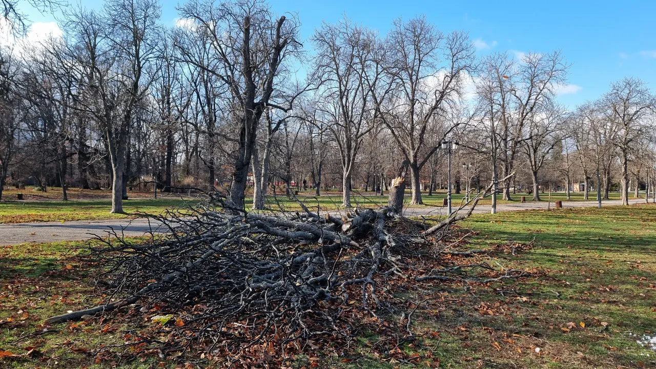 Старо дърво премаза четири коли в Пловдив