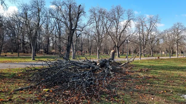 Старо дърво премаза четири коли в Пловдив