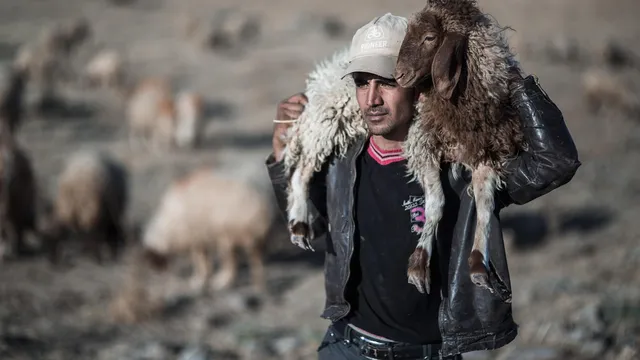 Нашенци натъпкали 8 овце в багажник, гръцките митничари ги заловили