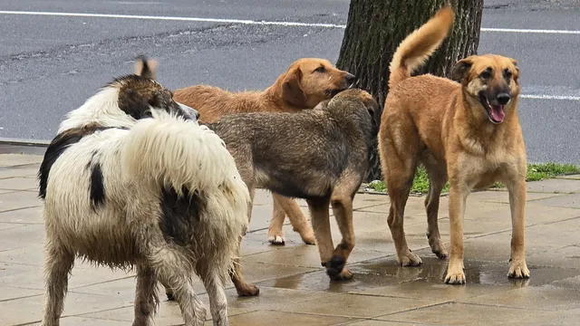 Искат МС да създаде и Агенция за закрила на животните