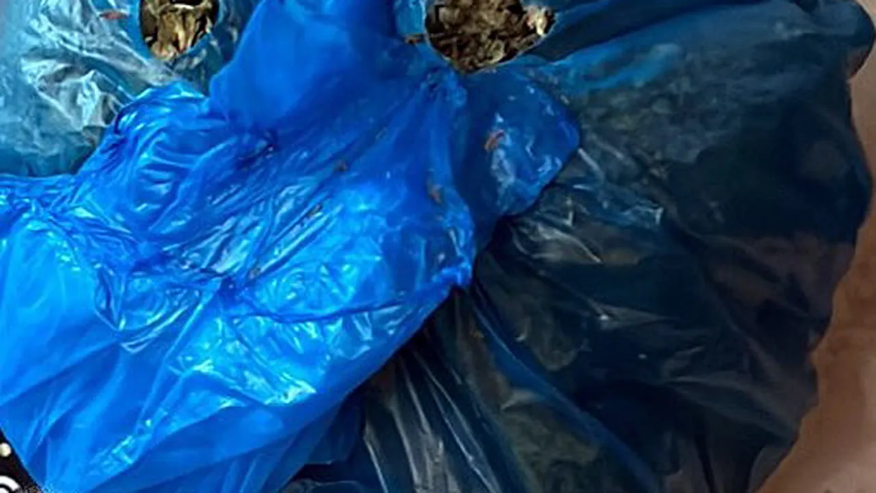 Скопие разширява проверките за „медицинския канабис“ след рекордни конфискации