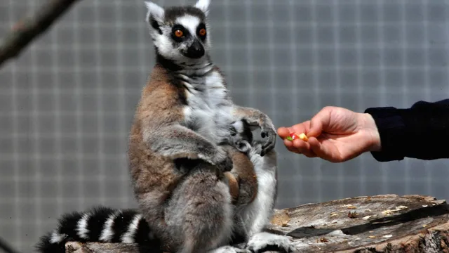 Зоопаркът в Бургас с нестандартна валентинка: „Кръсти червей на бившия“