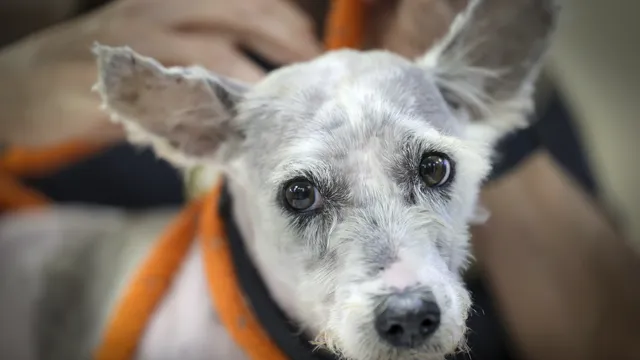 Пореден случай на насилие: Застреляха куче в Кюстендил