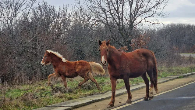 Заради свлачище: Затвориха част от улица към лесопарк "Хисарлъка" в Кюстендил