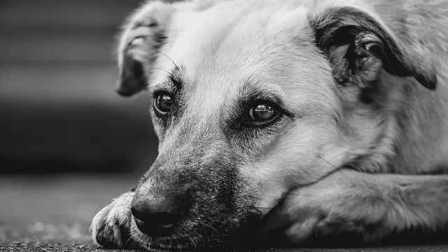 Мъж гръмна куче в Оряхово, задържаха го