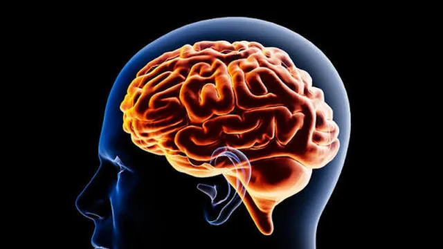 Мозъкът не остарява тихо — той губи контрол върху собствените си белтъци