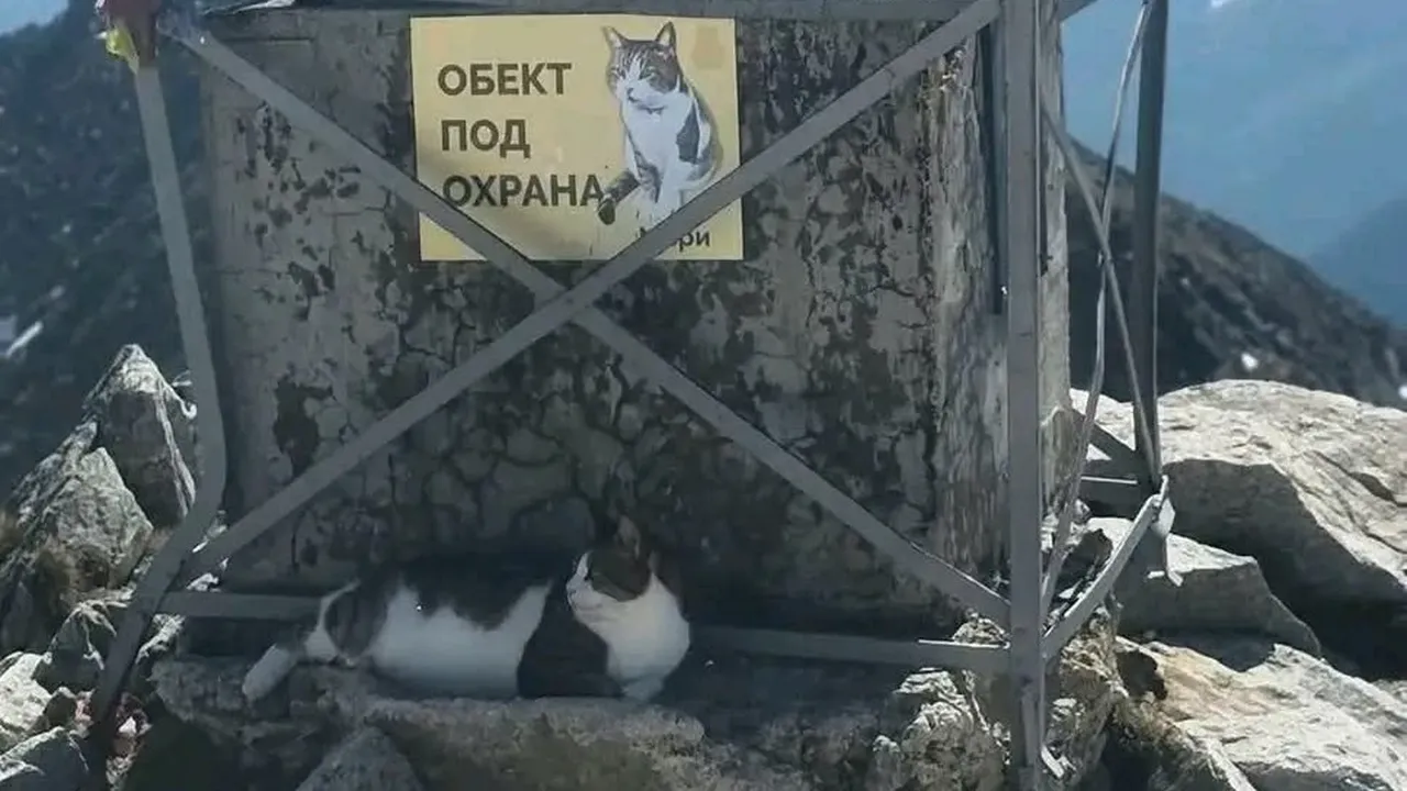 Котарак на 2925 метра има нужда от помощ