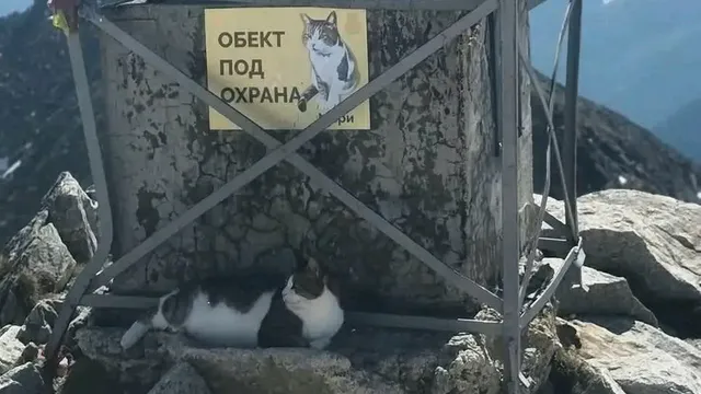 Котарак на 2925 метра има нужда от помощ