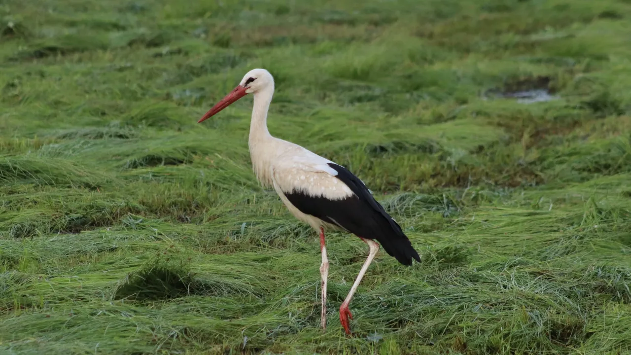 Пролетта почука: Първият щъркел кацна в Рупите