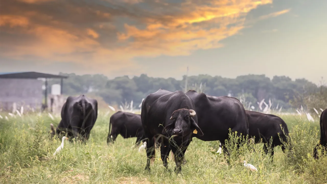 Умъртвяват хиляди говеда и овце заради зараза в Кипър