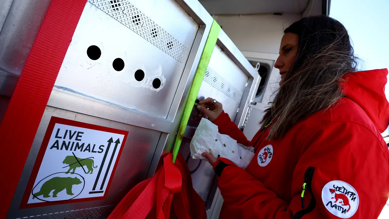 Две мечки от Аржентина прелетяха океана, за да намерят нов живот в България