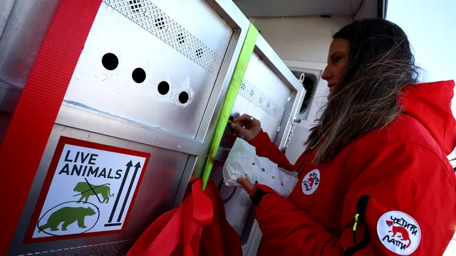 Две мечки от Аржентина прелетяха океана, за да намерят нов живот в България