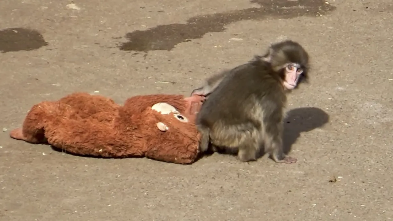 Една маймунка изпразни рафтовете на IKEA за дни