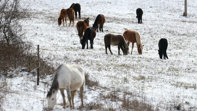 Тодоров ден е