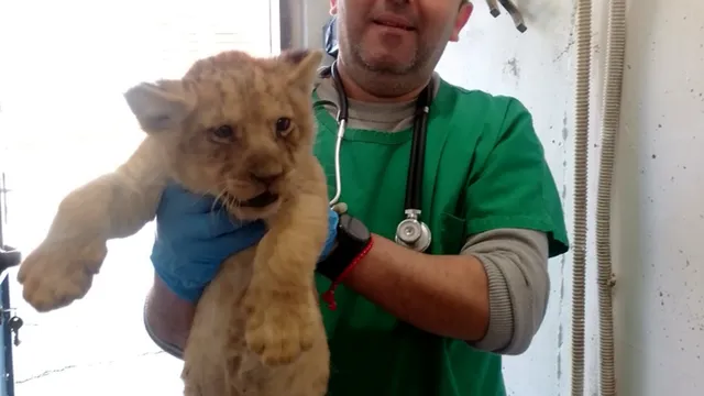 Лъвчета се родиха в старозагорския зоопарк (СНИМКИ)