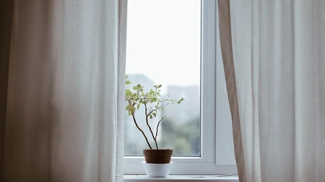 Растенията, които носят късмет, любов и благополучие в дома