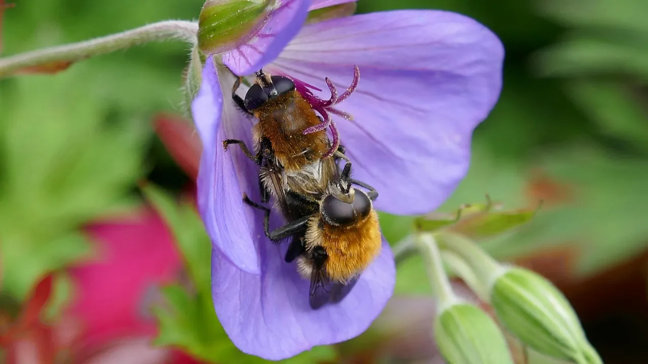 Над 60 хиляди пчелни семейства са загинали у нас през 2025 г.