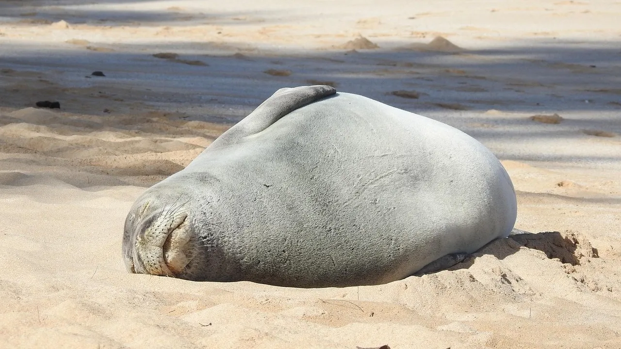 Тюлен монах пропълзя по шосе на пристанището в гръцкия курорт Аркица