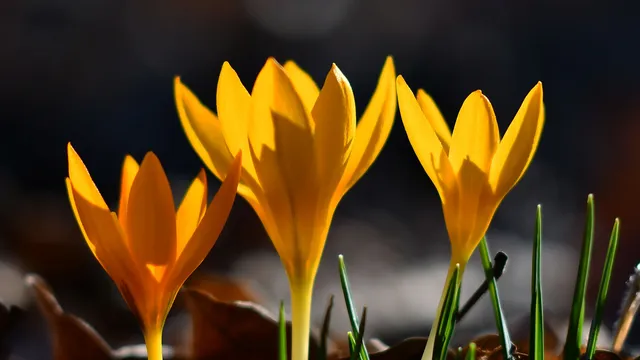 Затопляне утре: максимални температури между 13° и 18°