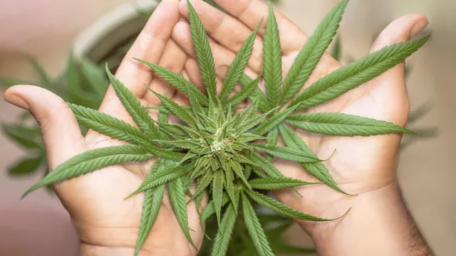 Разкриха „бутикова“ лаборатория за канабис в Благоевградско