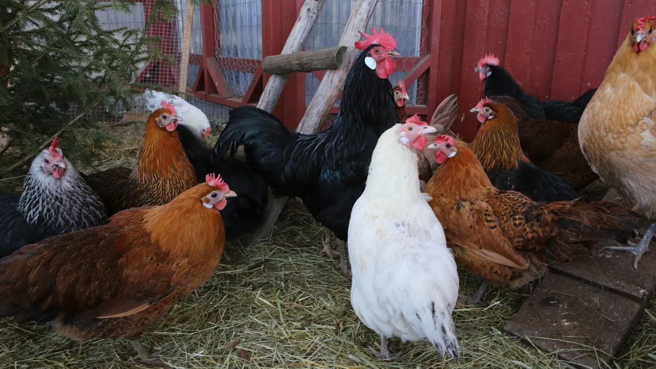 Критична криза в животновъдството: натрупване на мъртви животни във ферми