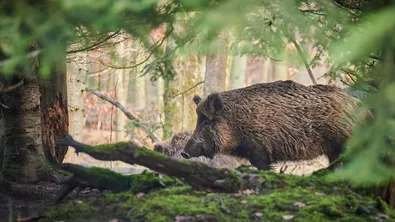 Глиган нахлу в търговски център в Берлин