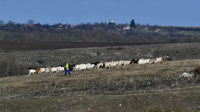 Заради шап и шарка в Гърция и Кипър: БАБХ засилва контрола на животни по границата