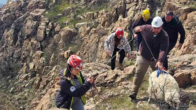 Спасиха овца и агне, родено в пропаст до крепостта Моняк