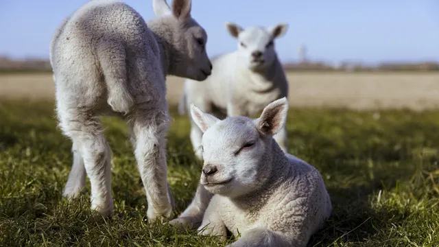 Разкриха кражба на 50 агнета в Сливенско за по-малко от 24 часа