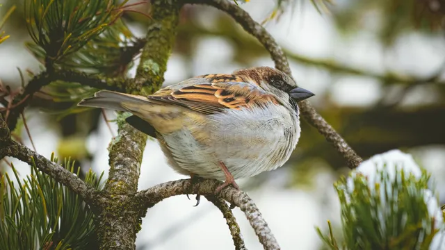 Десетото издание на „Ние броим врабчетата“ започва на Световния ден на врабчето