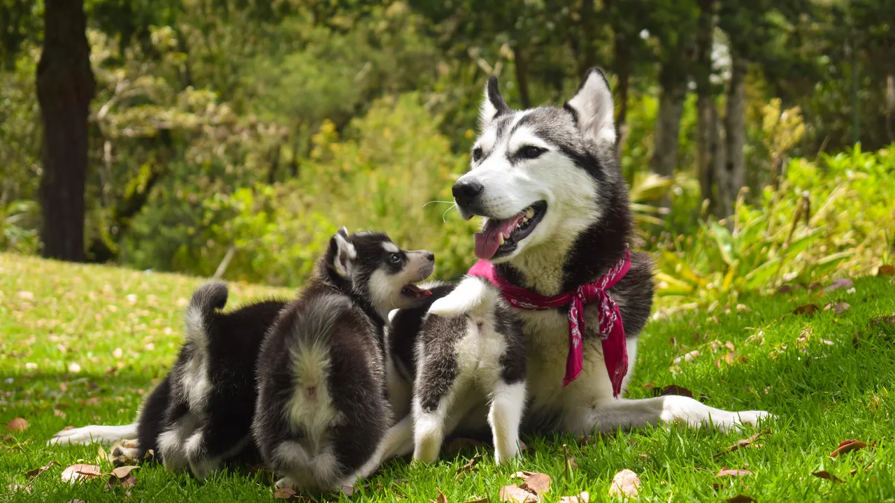 Разследват случай с отровени кучета в Старозагорско