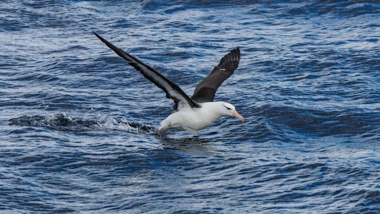 Сигнал за десетки мъртви птици край Шабла, институциите на място