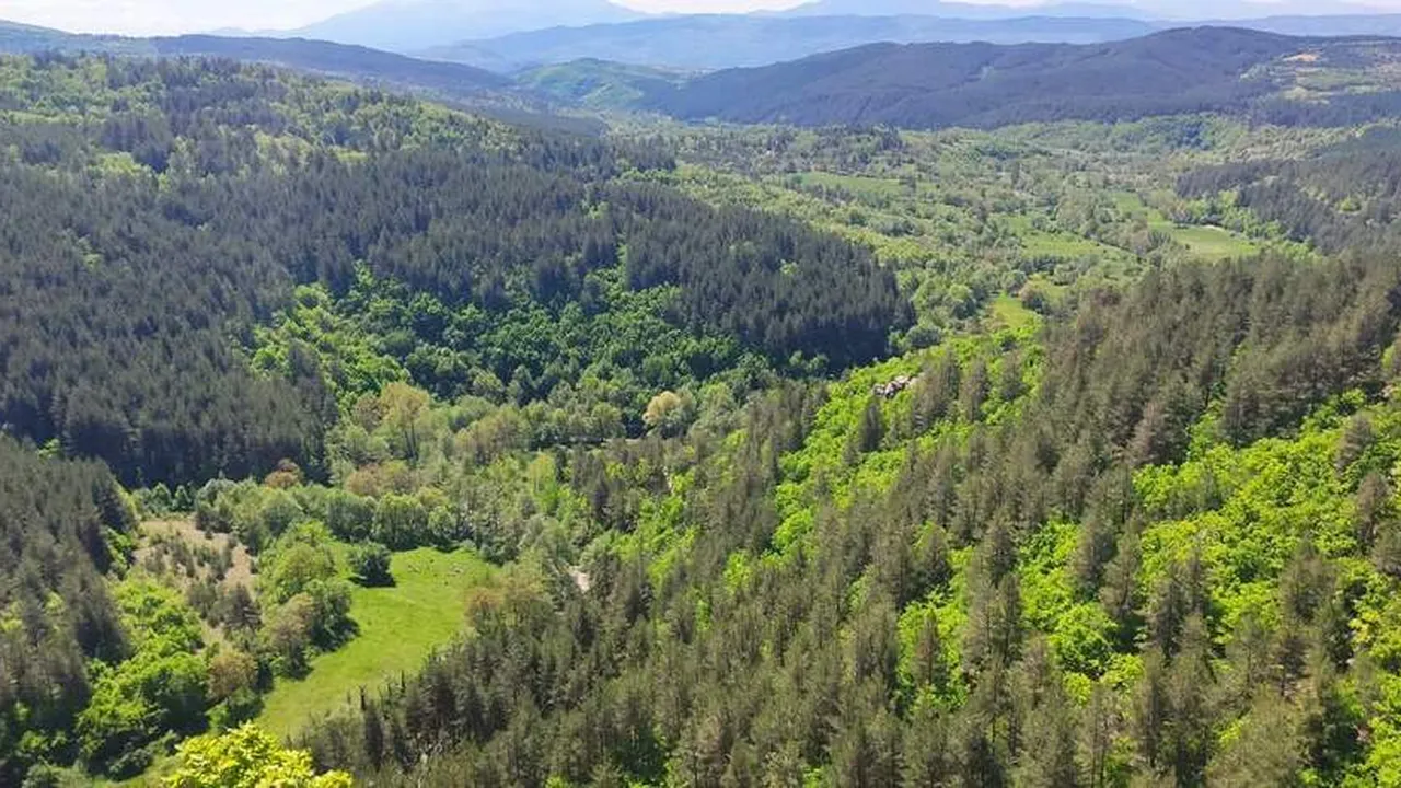 Денят на гората: стотици се включиха в акции за нови дървета