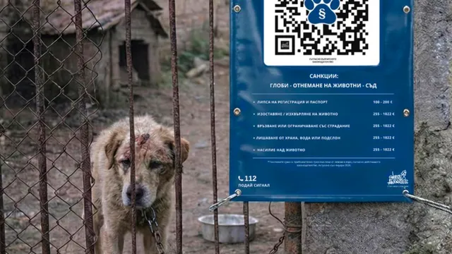 Насилието над животни: Един QR код и нула оправдания