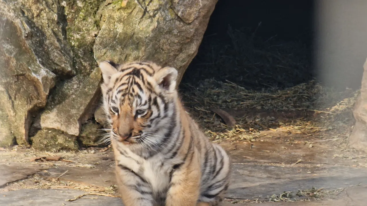 Откраднаха кутия за дарения от зоопарка в Стара Загора
