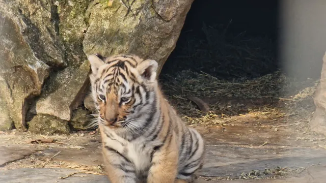 Откраднаха кутия за дарения от зоопарка в Стара Загора